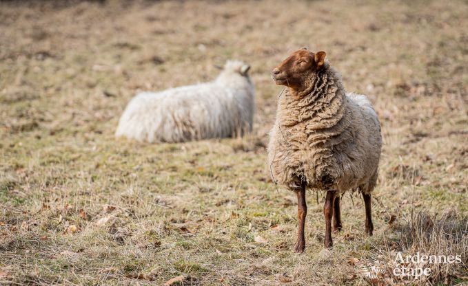 Cottage in Tenneville voor 6/8 personen in de Ardennen