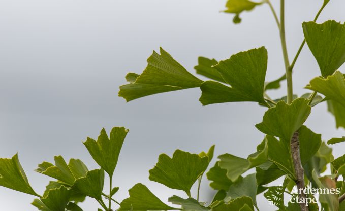 Ruime cottage voor 9 personen in Libramont-Chevigny met priv�tuin en terras met uitzicht