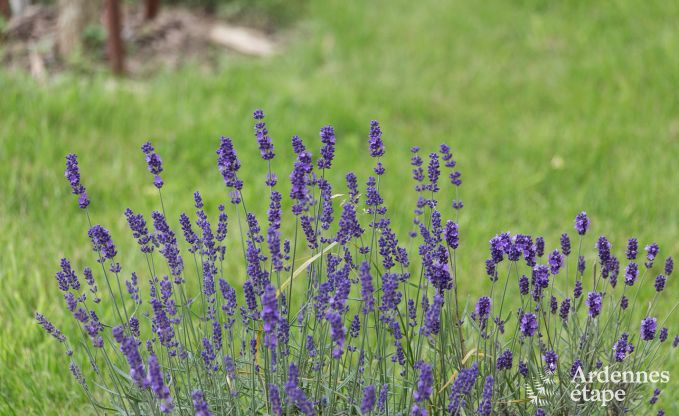 Cottage in Libramont-Chevigny voor 9 personen in de Ardennen