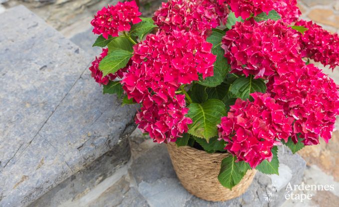 Vakantiehuis in Libramont voor 6 personen in de Ardennen