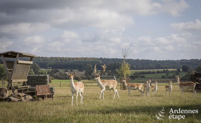 Vakantiehuis in Libramont voor 4/5 personen in de Ardennen
