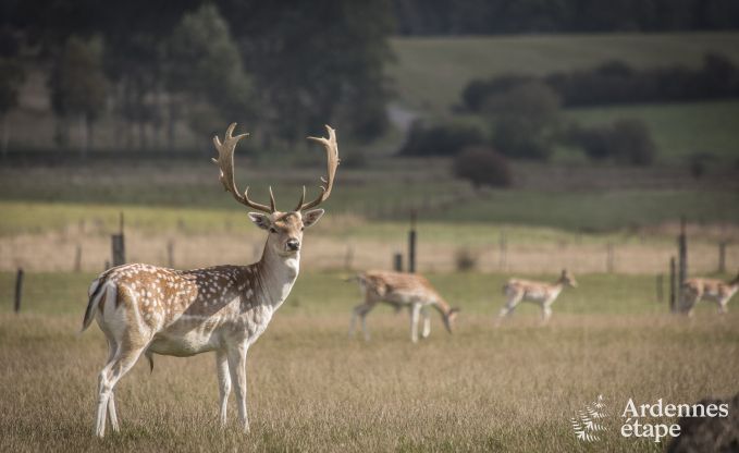 Vakantiehuis in Libramont voor 4/5 personen in de Ardennen
