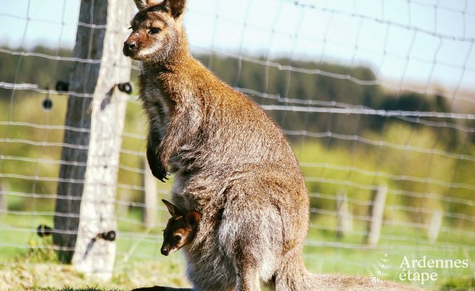 Vakantiehuis in Libramont voor 4/5 personen in de Ardennen