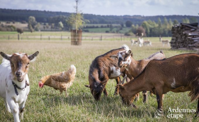 Vakantiehuis in Libramont voor 4/5 personen in de Ardennen
