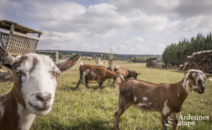Vakantiehuis in Libramont voor 4/5 personen in de Ardennen