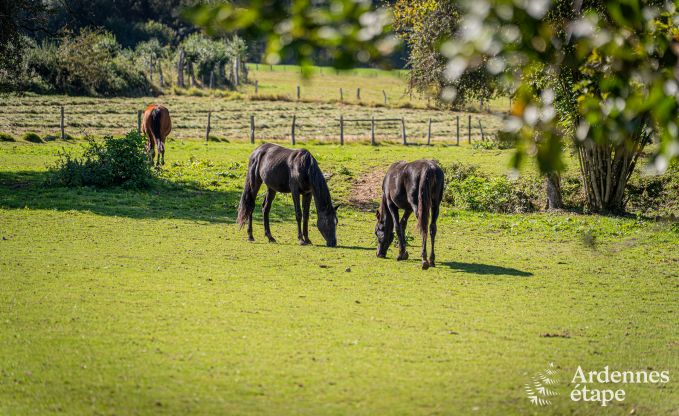 Ruime vakantiewoning in Manhay voor 15 personen met moderne faciliteiten in de Ardennen