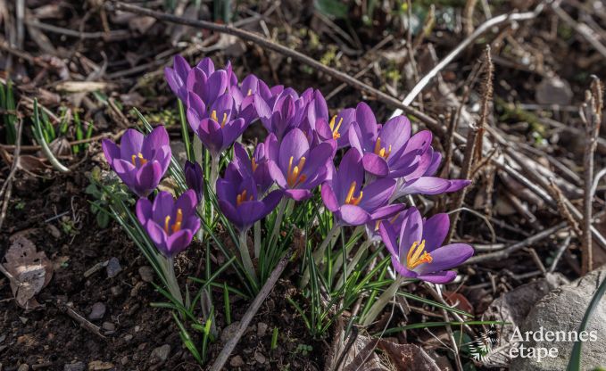 Vakantiehuis in Manhay voor 6 personen in de Ardennen