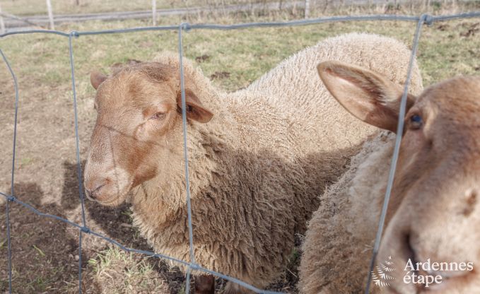 Vakantiehuis in Manhay voor 6 personen in de Ardennen