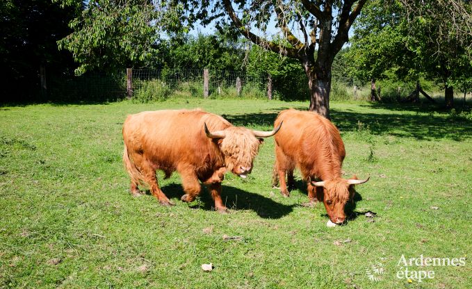 Vakantiehuis in Manhay voor 20 personen met 7 slaapkamers, eigen discotheek en bioscoop
