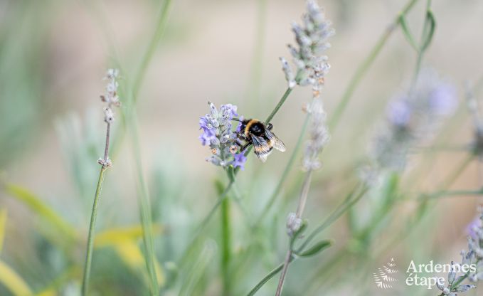 Gezinsvriendelijk en modern ingericht vakantiehuis Oster voor 4 personen met priv�terras en tuin