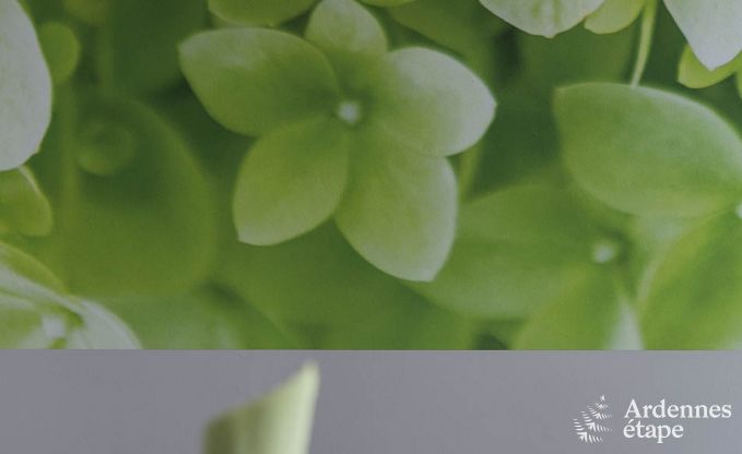 Vakantiehuis in Manhay voor 20 personen in de Ardennen