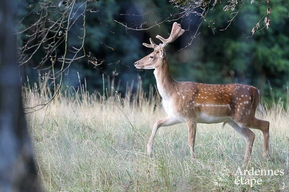 Kasteel in Marche-en-Famenne voor 15 personen in de Ardennen
