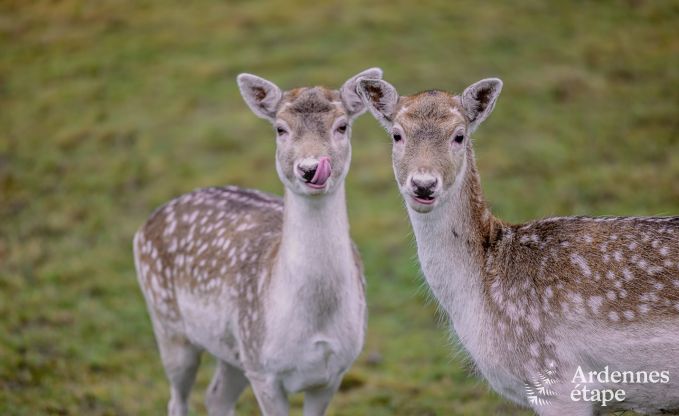 Vakantiehuis in Marchin voor 8 personen in de Ardennen