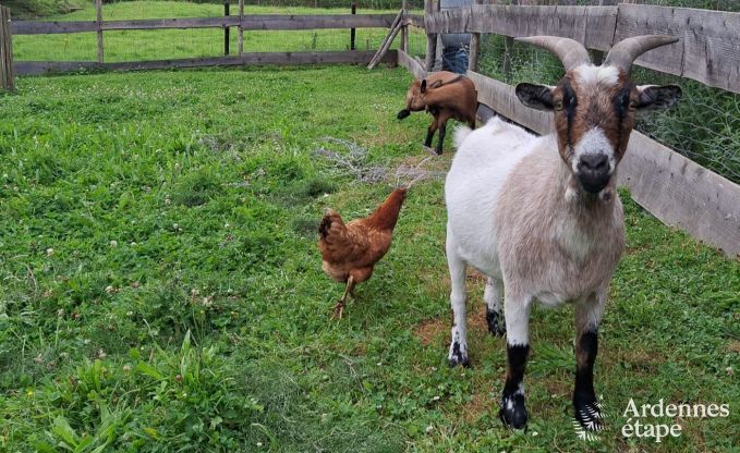 Vakantiehuis in Marchin voor 6 personen in de Ardennen