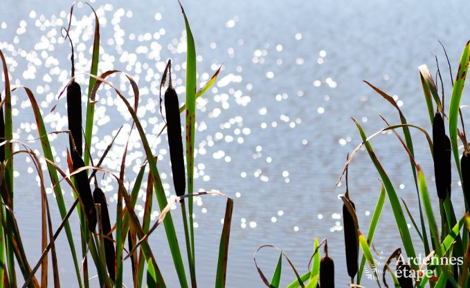 Vakantiehuis in Modave voor 20/22 personen in de Ardennen