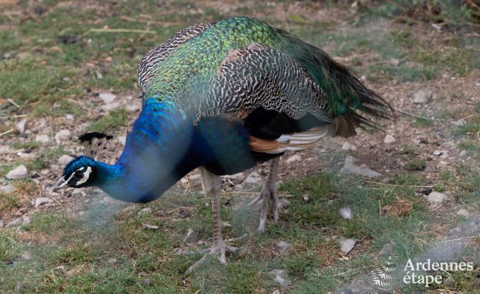 Vakantiehuis in Neuchateau voor 8 personen in de Ardennen