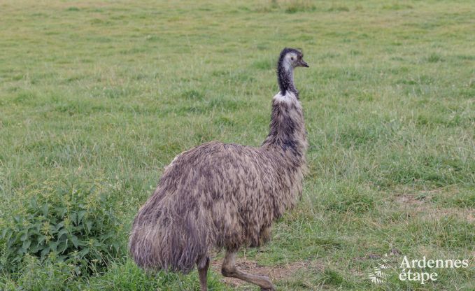 Vakantiehuis in Neuchateau voor 8 personen in de Ardennen