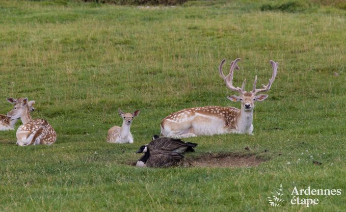 Vakantiehuis in Neuchateau voor 8 personen in de Ardennen