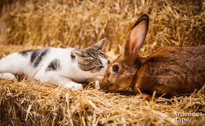 Vakantiehuis in Neufchteau voor 4 personen in de Ardennen