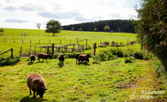 Vakantiehuis in Neufchteau voor 4 personen in de Ardennen