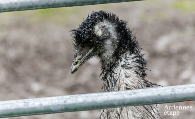 Vakantiehuis in Neufchteau voor 4 personen in de Ardennen