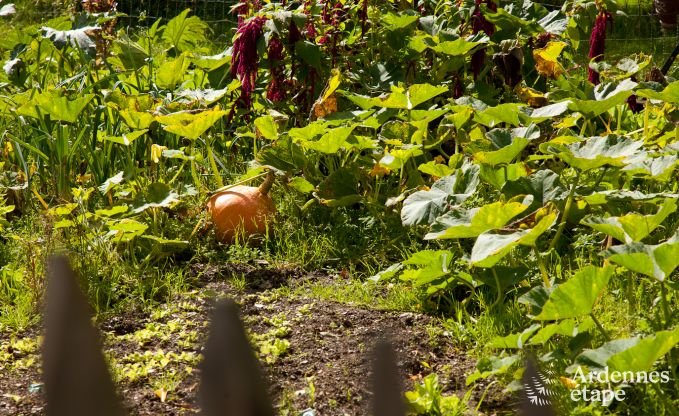 Vakantiehuis in Neufchteau voor 4 personen in de Ardennen