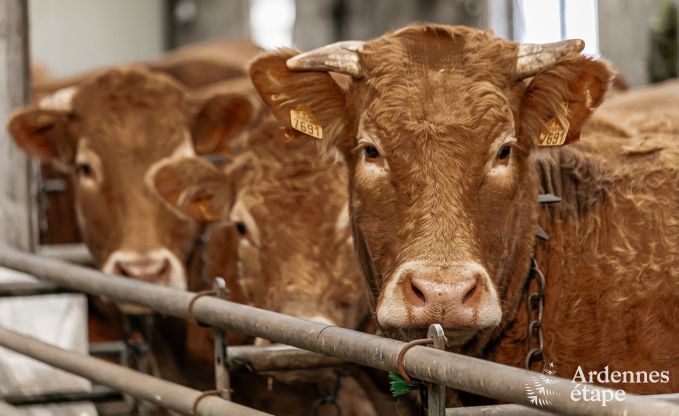 Vakantiehuis in Neufchteau voor 4 personen in de Ardennen