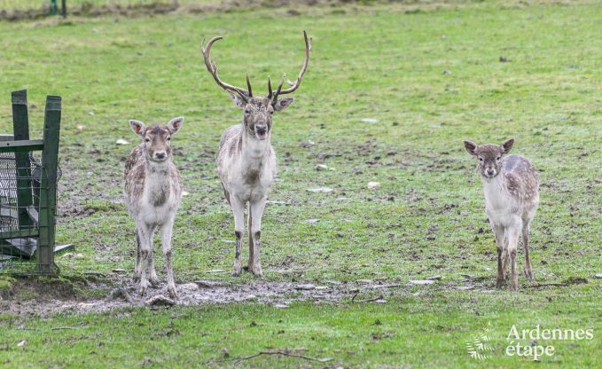 Vakantiehuis in Neufchteau voor 4 personen in de Ardennen