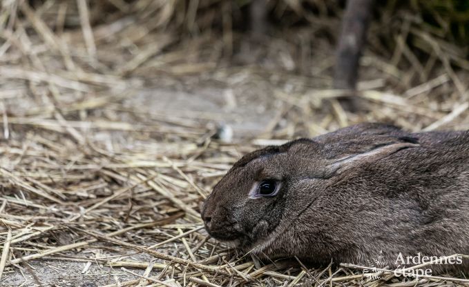 Vakantiehuis in Neufchteau voor 4 personen in de Ardennen