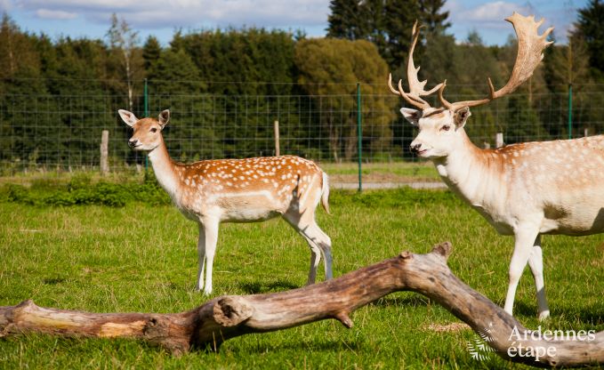 Vakantiehuis in Neufchteau voor 4 personen in de Ardennen