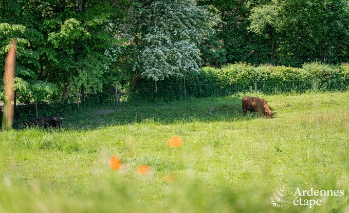 Vakantiehuis in Neufchteau voor 22/24 personen in de Ardennen