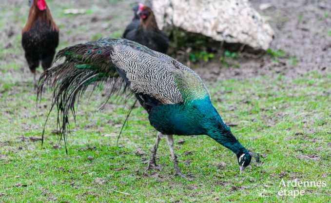 Vakantiehuis in Neufch�teau voor 4 personen in de Ardennen