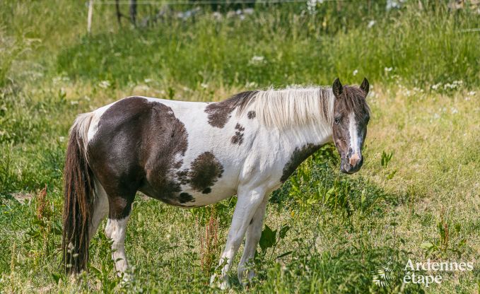 Vakantiehuis in Ohey voor 4 personen in de Ardennen