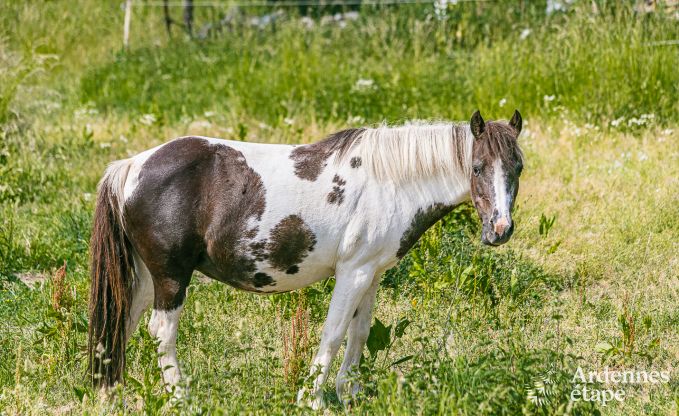Vakantiehuis in Ohey voor 4 personen in de Ardennen