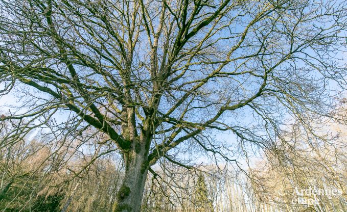 Luxe villa in Ouffet voor 16 personen in de Ardennen