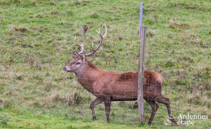 Appartement in Paliseul voor 4/6 personen in de Ardennen