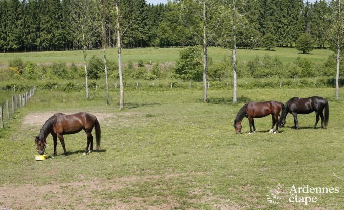 Vakantiehuis in Paliseul voor 4/5 personen in de Ardennen