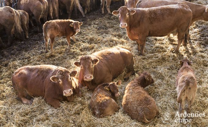 Vakantiehuis in Paliseul voor 4 personen in de Ardennen