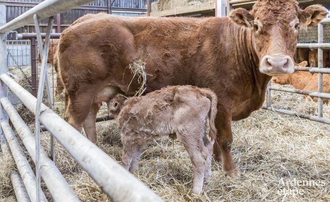 Vakantiehuis in Paliseul voor 4 personen in de Ardennen