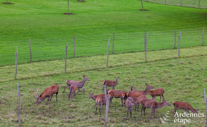 Appartement in Paliseul voor 4/6 personen in de Ardennen