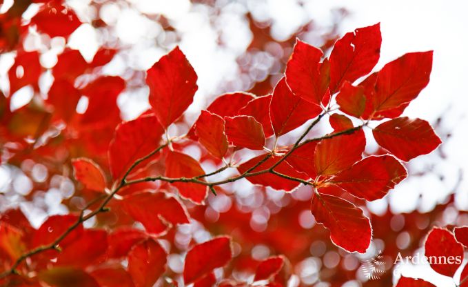 Cottage in Paliseul voor 10/12 personen in de Ardennen