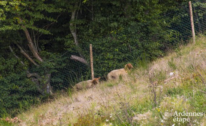 Vakantiehuis in Paliseul voor 12 personen in de Ardennen