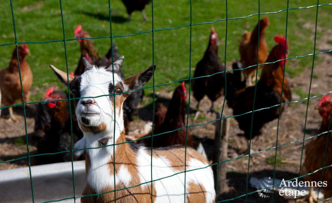 Vakantie op de boerderij in Plombi�res voor 6 personen in de Ardennen