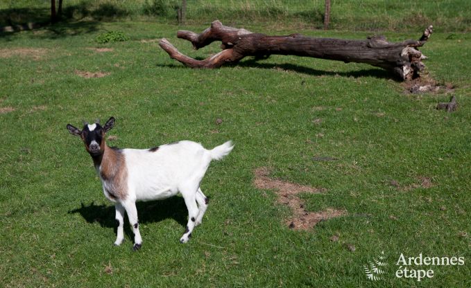 Vakantie op de boerderij in Plombi�res voor 7 personen in de Ardennen