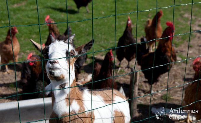 Vakantie op de boerderij in Plombi�res voor 6 personen in de Ardennen