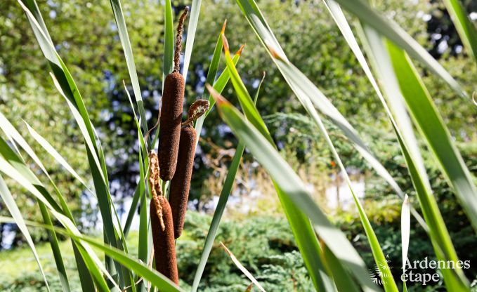 Vakantie op de boerderij in Plombi�res voor 11 personen in de Ardennen