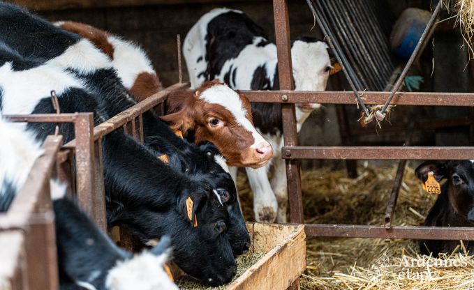Vakantie op de boerderij in Plombires voor 6 personen in de Ardennen