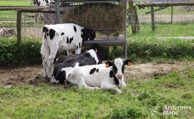 Vakantiehuis in Plombi�res voor 12 personen in de Ardennen