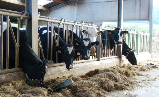 Vakantiehuis in Plombires voor 20/22 personen in de Ardennen