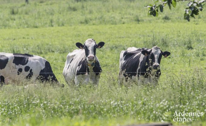 Vakantiehuis in Plombi�res voor 38/42 personen in de Ardennen